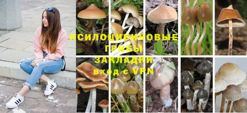 Галлюциногенные грибы Cubensis Бузулук